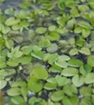 Schwimmfarn - Salvinia natans