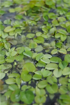 Schwimmfarn - Salvinia natans