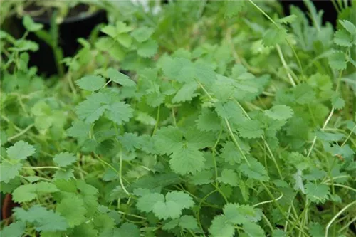 Kleiner Wiesenknopf - Sanguisorba minor