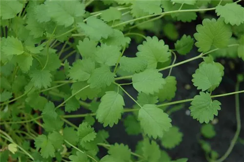 Kleiner Wiesenknopf - Sanguisorba minor