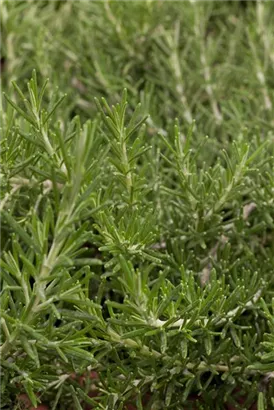 Mattenförmiger Garten-Rosmarin - Rosmarinus officinalis 'Prostratus'