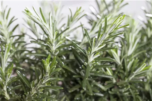 Mattenförmiger Garten-Rosmarin - Rosmarinus officinalis 'Prostratus'