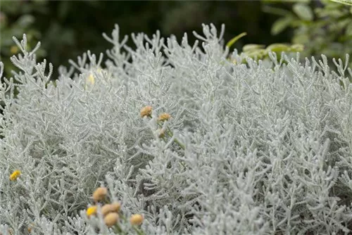 Silbrigblättriges Heiligenkraut - Santolina chamaecyparissus