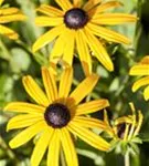 Leuchtender Garten-Sonnenhut - Rudbeckia fulgida sullivantii 'Goldsturm'