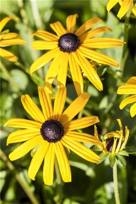 Leuchtender Garten-Sonnenhut - Rudbeckia fulgida sullivantii 'Goldsturm'