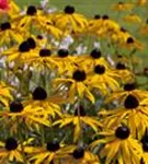 Leuchtender Garten-Sonnenhut - Rudbeckia fulgida sullivantii 'Goldsturm'