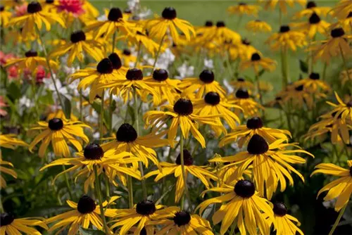 Leuchtender Garten-Sonnenhut - Rudbeckia fulgida sullivantii 'Goldsturm'