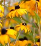 Leuchtender Garten-Sonnenhut - Rudbeckia fulgida sullivantii 'Goldsturm'