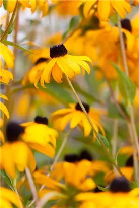 Leuchtender Garten-Sonnenhut - Rudbeckia fulgida sullivantii 'Goldsturm'