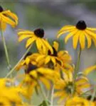 Leuchtender Garten-Sonnenhut - Rudbeckia fulgida sullivantii 'Goldsturm'