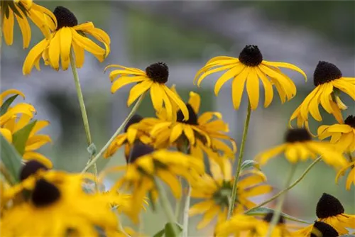 Leuchtender Garten-Sonnenhut - Rudbeckia fulgida sullivantii 'Goldsturm'