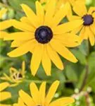 Leuchtender Garten-Sonnenhut - Rudbeckia fulgida sullivantii 'Goldsturm'