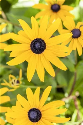 Leuchtender Garten-Sonnenhut - Rudbeckia fulgida sullivantii 'Goldsturm'