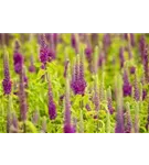 Wintergrüner Bastard-Gamander - Teucrium x lucidrys, veg.