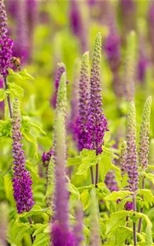 Teucrium x lucidrys, veg.