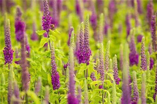 Wintergrüner Bastard-Gamander - Teucrium x lucidrys, veg.