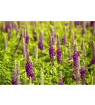 Wintergrüner Bastard-Gamander - Teucrium x lucidrys, veg.