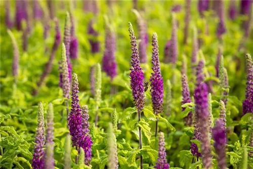 Wintergrüner Bastard-Gamander - Teucrium x lucidrys, veg.