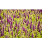 Wintergrüner Bastard-Gamander - Teucrium x lucidrys, veg.