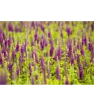 Wintergrüner Bastard-Gamander - Teucrium x lucidrys, veg.