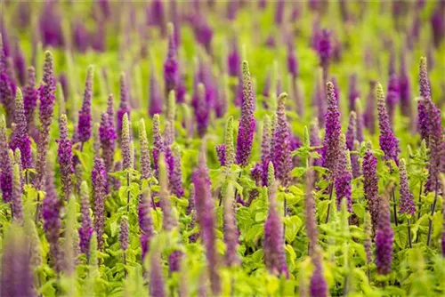 Wintergrüner Bastard-Gamander - Teucrium x lucidrys, veg.