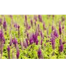 Wintergrüner Bastard-Gamander - Teucrium x lucidrys, veg.