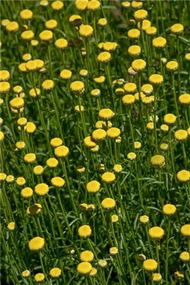 Grünblättriges Heiligenkraut - Santolina rosmarinifolia