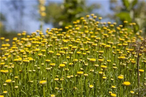 Grünblättriges Heiligenkraut - Santolina rosmarinifolia