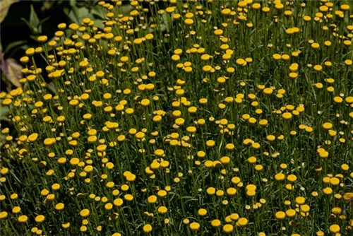 Grünblättriges Heiligenkraut - Santolina rosmarinifolia