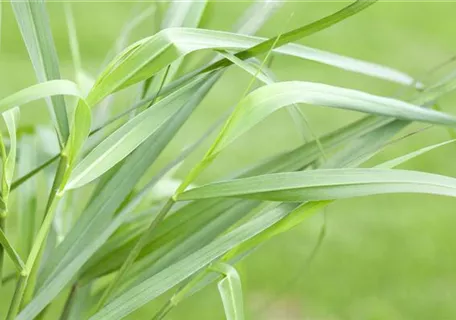 Panicum virgatum 'Hänse Herms' - Garten-Ruten-Hirse