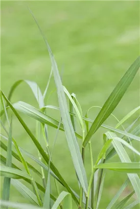 Garten-Ruten-Hirse - Panicum virgatum 'Hänse Herms'