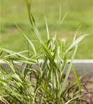 Garten-Ruten-Hirse - Panicum virgatum 'Hänse Herms'