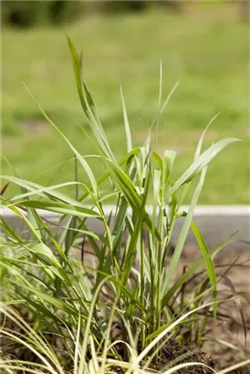 Garten-Ruten-Hirse - Panicum virgatum 'Hänse Herms'