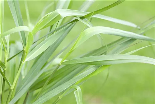 Garten-Ruten-Hirse - Panicum virgatum 'Hänse Herms'