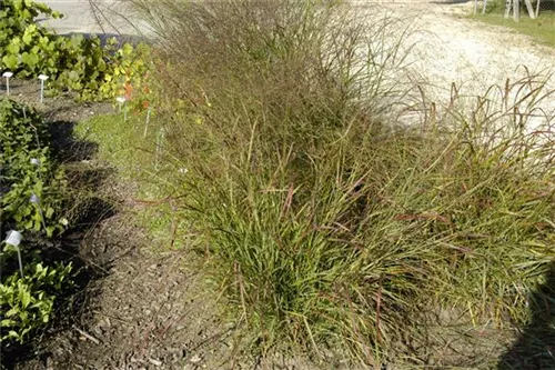 Garten-Ruten-Hirse - Panicum virgatum 'Hänse Herms'