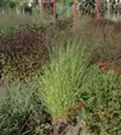 Garten-Ruten-Hirse - Panicum virgatum 'Hänse Herms'