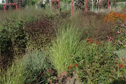 Garten-Ruten-Hirse - Panicum virgatum 'Hänse Herms'