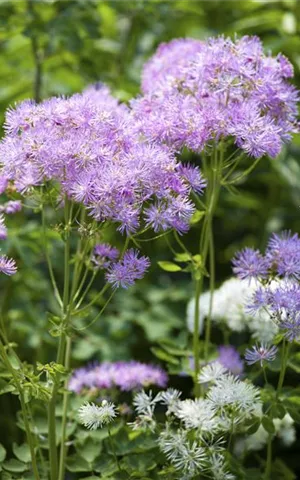 Thalictrum aquilegifolium