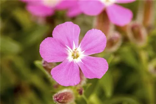 Kissen-Seifenkraut - Saponaria ocymoides