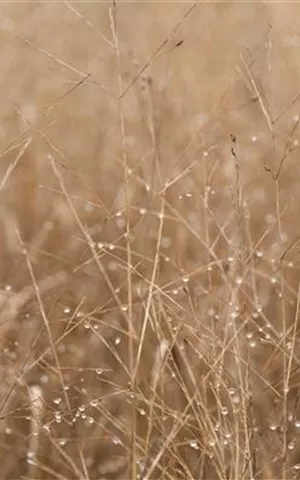 Panicum virgatum 'Heavy Metal'