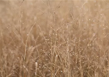 Panicum virgatum 'Heavy Metal' - Garten-Ruten-Hirse