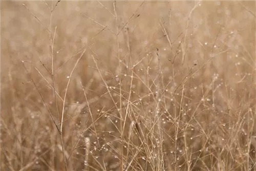 Garten-Ruten-Hirse - Panicum virgatum 'Heavy Metal'