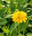 Geschlitztblättriger Sonnenhut - Rudbeckia laciniata 'Goldquelle'