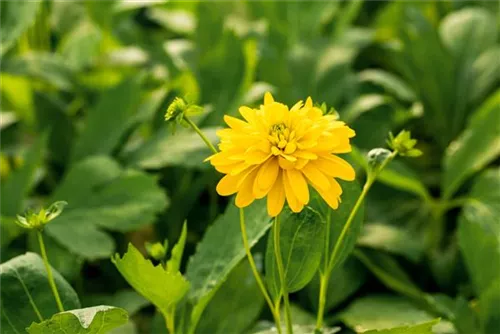 Geschlitztblättriger Sonnenhut - Rudbeckia laciniata 'Goldquelle'