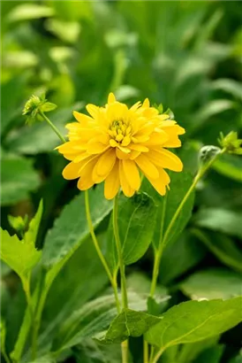 Geschlitztblättriger Sonnenhut - Rudbeckia laciniata 'Goldquelle'