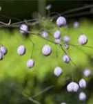 Delavays Wiesenraute - Thalictrum delavayi