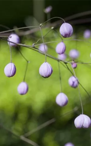 Thalictrum delavayi