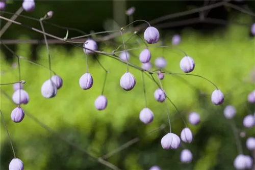 Delavays Wiesenraute - Thalictrum delavayi