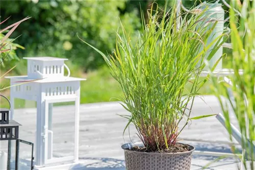 Garten-Ruten-Hirse - Panicum virgatum 'Rehbraun'