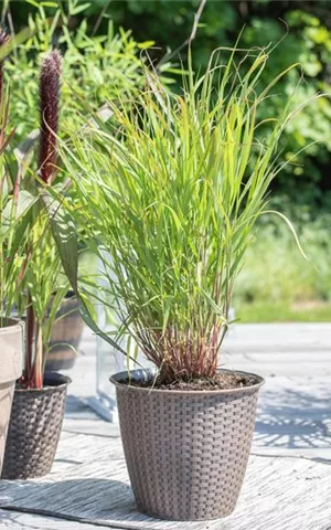 Panicum virgatum 'Rehbraun'